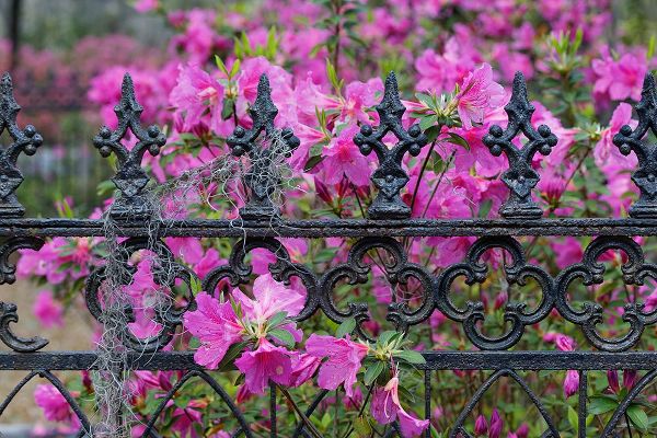 Jones, Adam 아티스트의 Iron fence and azaleas in full bloom-Bonaventure Cemetery-Savannah-Georgia작품입니다.